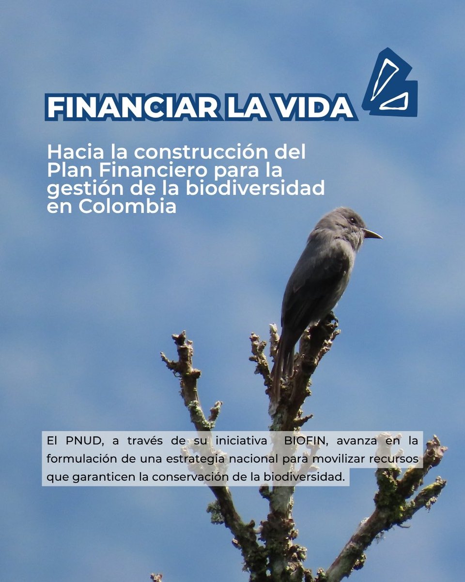 PnudColombia's tweet image. El PNUD 🇨🇴, a través de la Iniciativa #BIOFIN, avanza en la construcción del Plan Financiero para la gestión de la biodiversidad en Colombia.
Una estrategia para cerrar la brecha de financiamiento y movilizar recursos hacia la conservación y el uso sostenible de la biodiversidad.…