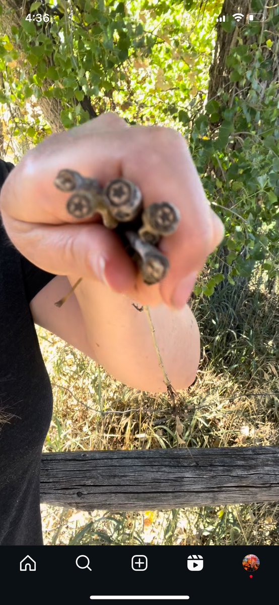 FAIRLYCLAIREE's tweet image. did you know cottonwood trees have stars in the sticks? cute