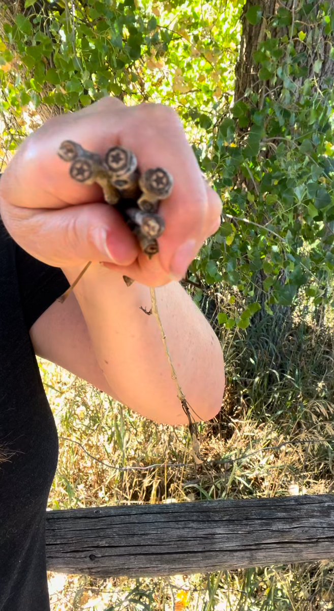 FAIRLYCLAIREE's tweet image. did you know cottonwood trees have stars in the sticks? cute