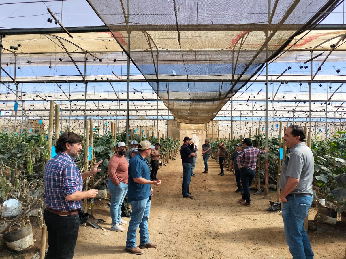 Koppert México tweet media