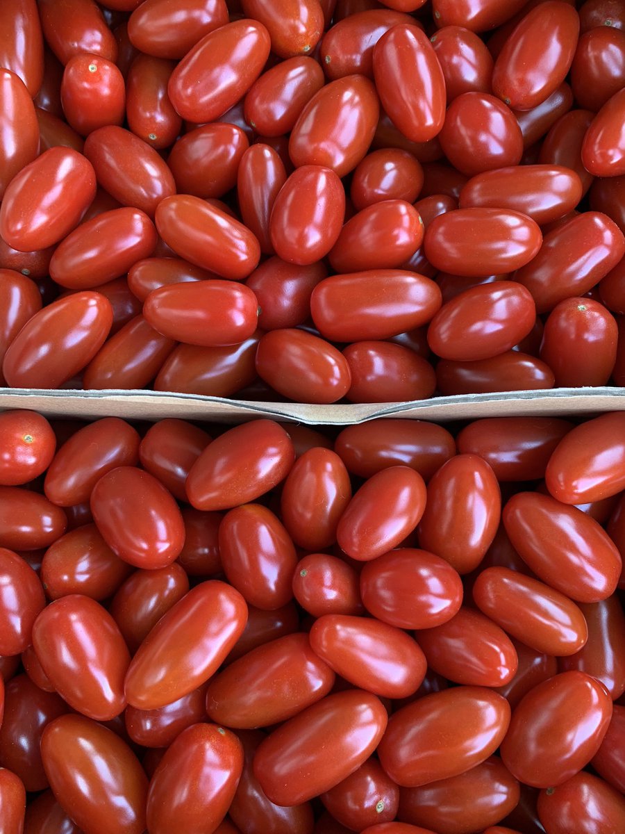 ぽたぽたとまとs ぽたぽたとまとs トマト・ミニトマト｜種（タネ）,球根,苗,資材