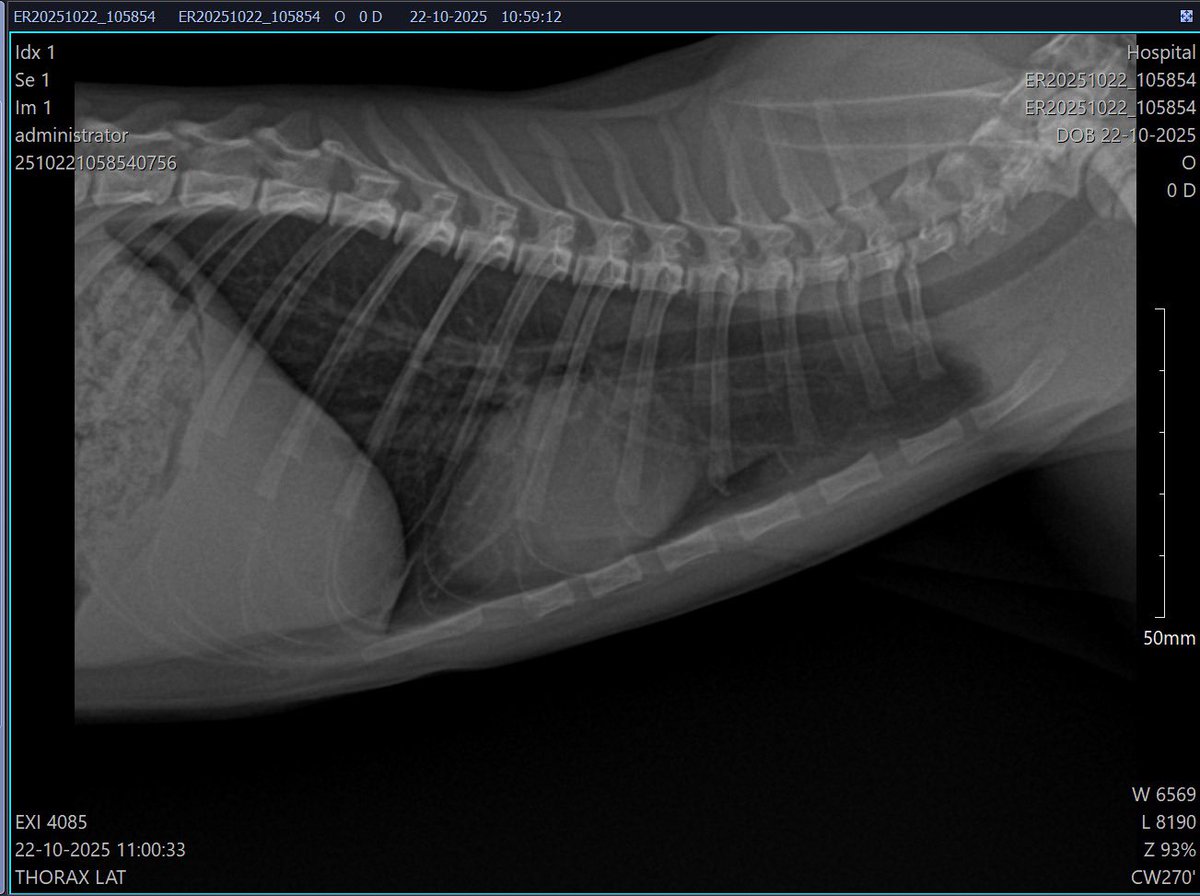 HerrerFx's tweet image. Update: Today they did protein tests on him. He will be under observation for another month, then we must treat his leukemia. I feel like it will never end, and I still need more funds.

😿