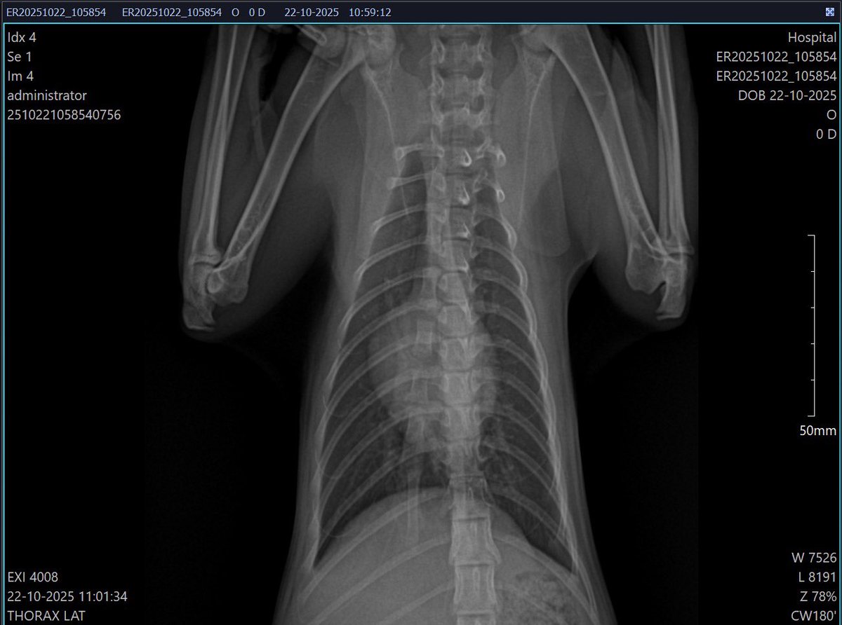 HerrerFx's tweet image. Update: Today they did protein tests on him. He will be under observation for another month, then we must treat his leukemia. I feel like it will never end, and I still need more funds.

😿