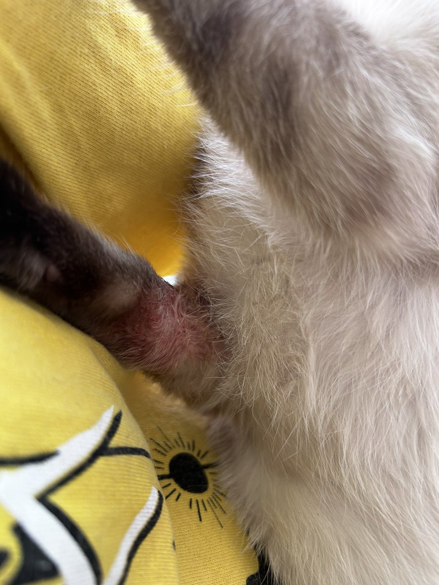 HerrerFx's tweet image. Update: Today they did protein tests on him. He will be under observation for another month, then we must treat his leukemia. I feel like it will never end, and I still need more funds.

😿