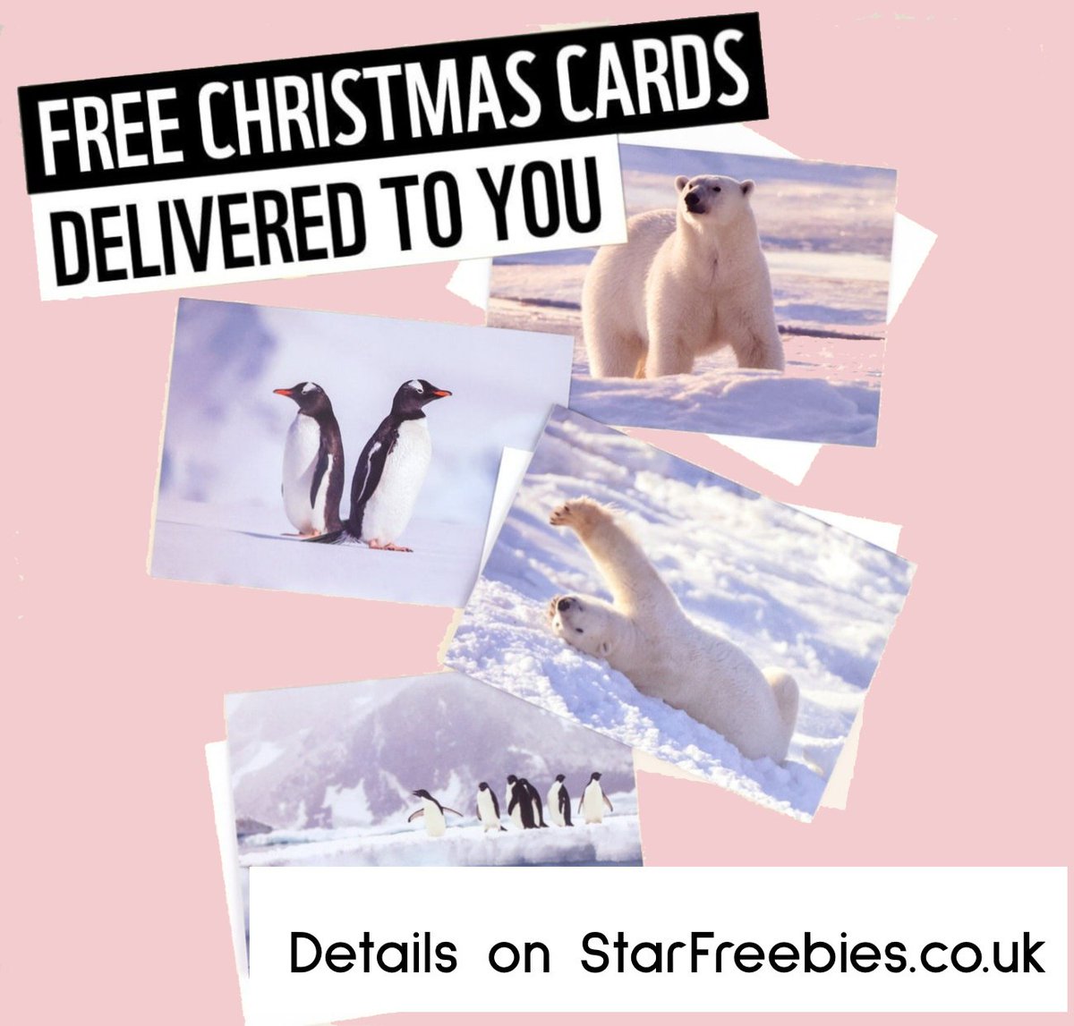 🤩🐧 3x Free Blank Christmas Cards (delivered free too) - don't miss this freebie!