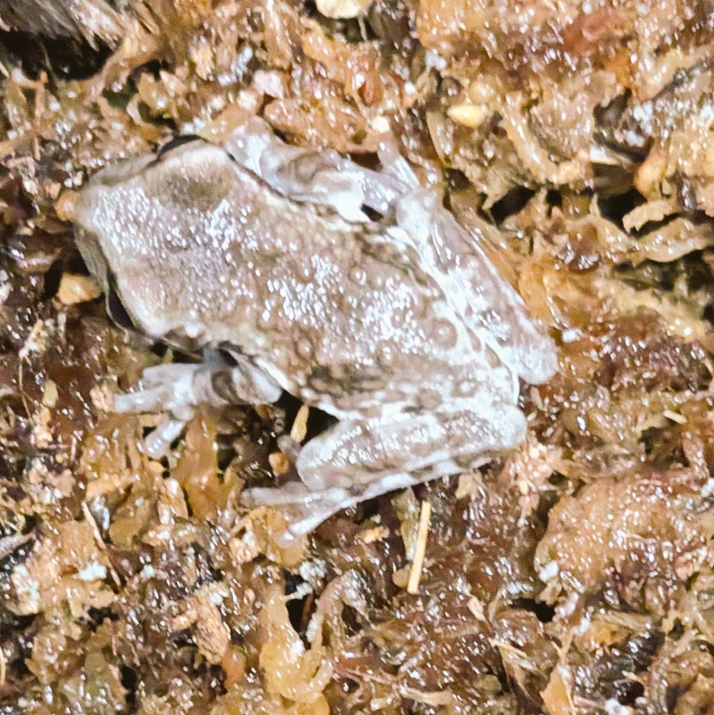 ガマガエルページ 爬虫類・両生類専門店レプティリカス on X