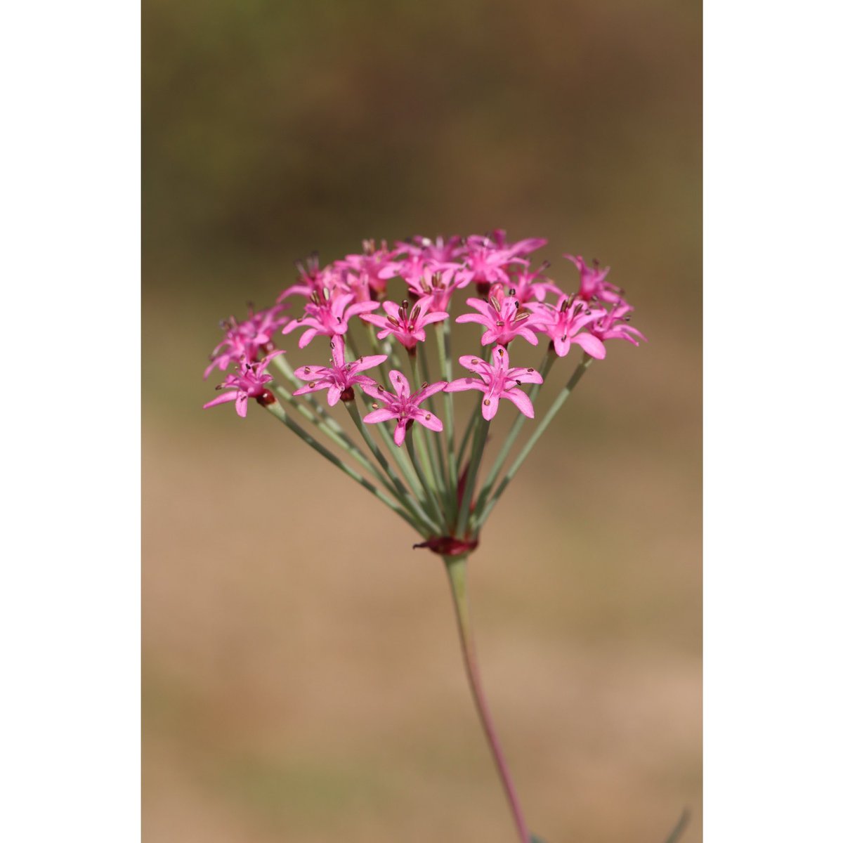 ohgi_nursery (@OhgiNursery) / Posts / X