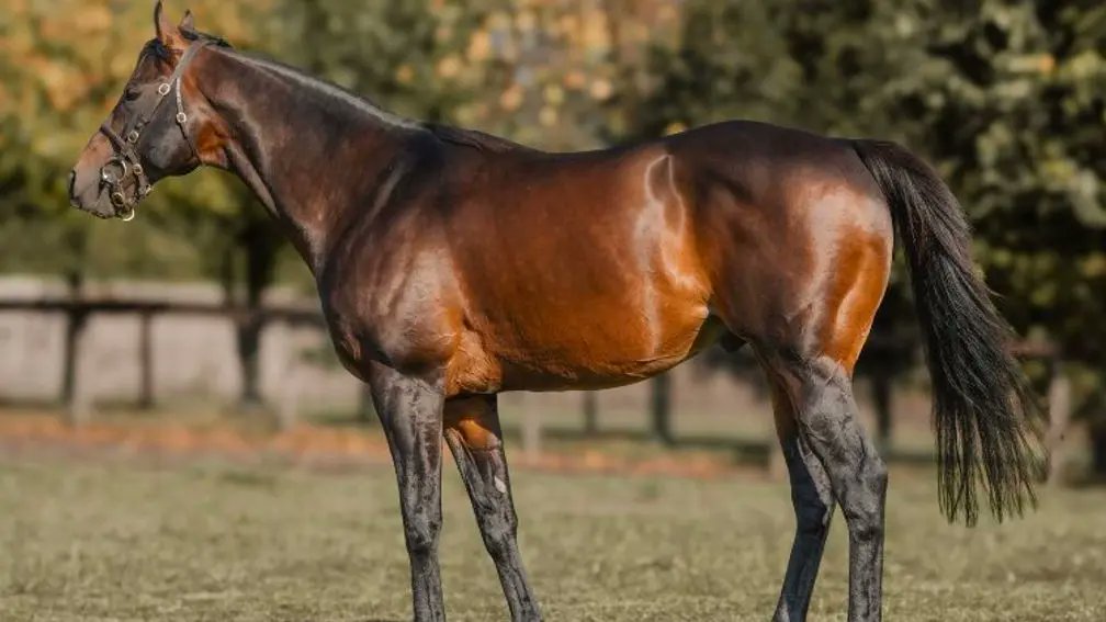 rpbloodstock's tweet photo. Group 1-winning sire Sands Of Mali to be sold through Tattersalls Ireland

Read more here 👉 https://t.co/eDhyzCk7z2 https://t.co/RQDiQ6iRd0