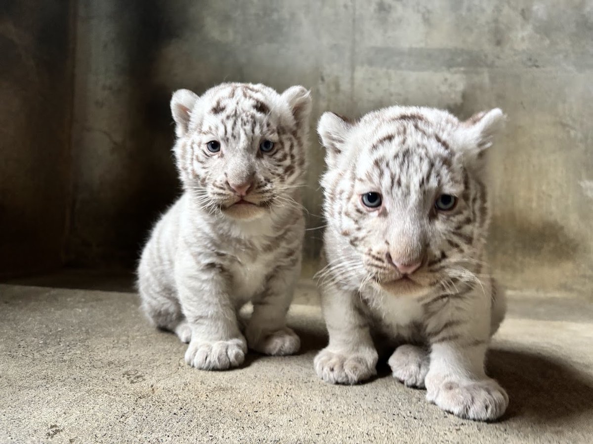 モグです。 ✿「風 Ⅴ」✿ on X