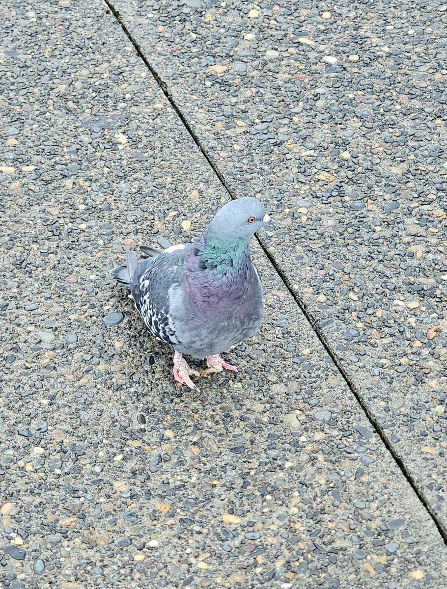 A pigeon that stopped to pose for a pic before I got on the train. (There were a bunch coming up to me today but this one was the only one that posed for a photo, lol)