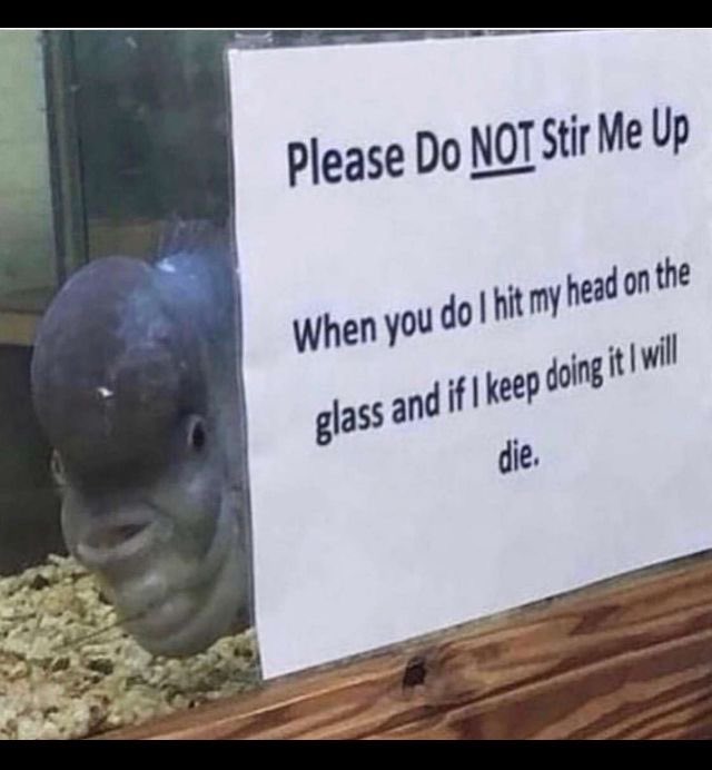 fish (@kindfishfriend) on Twitter photo 