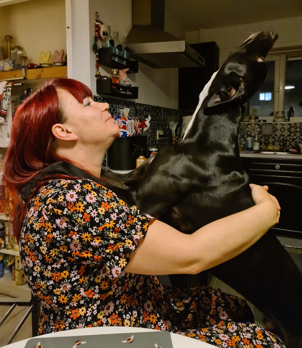 CooperWhippet's tweet image. Get off me you daft smoochy face 😂😂😘😘🐾💙🐕