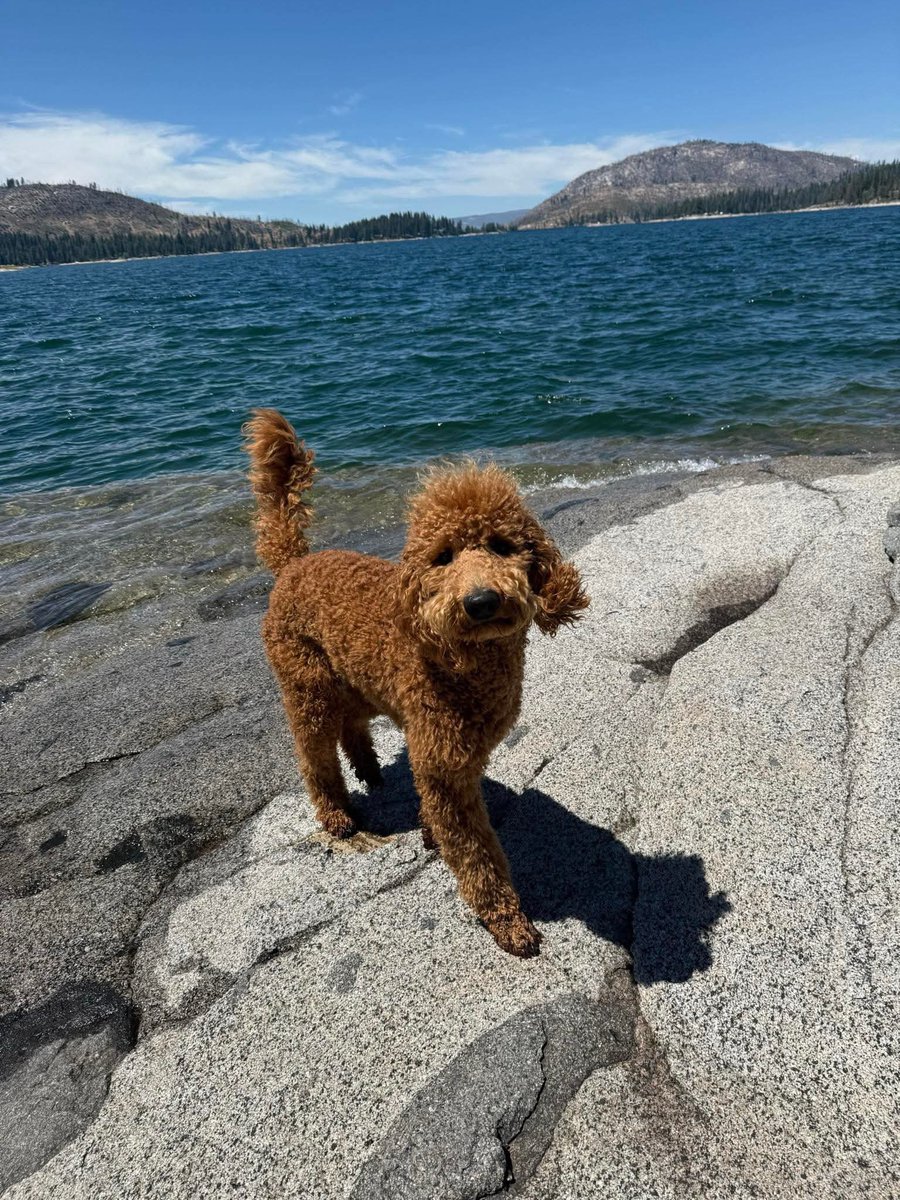 Meet Teddy, our November Pet of the Month! We love celebrating the pets who make life at Tesoro Viejo even sweeter. Want your pet to be featured next month? Send us a DM to nominate them! 🐕
