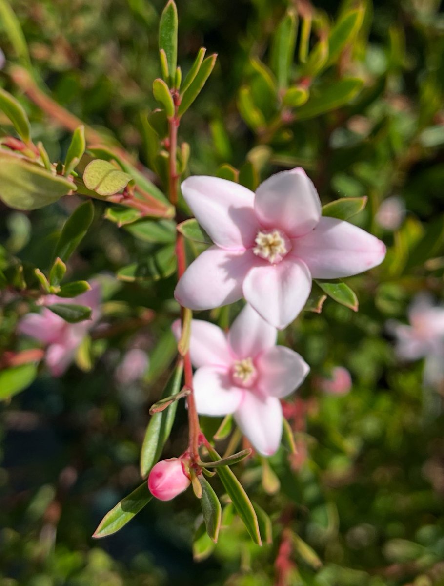 🎂カミママ🎉 on X