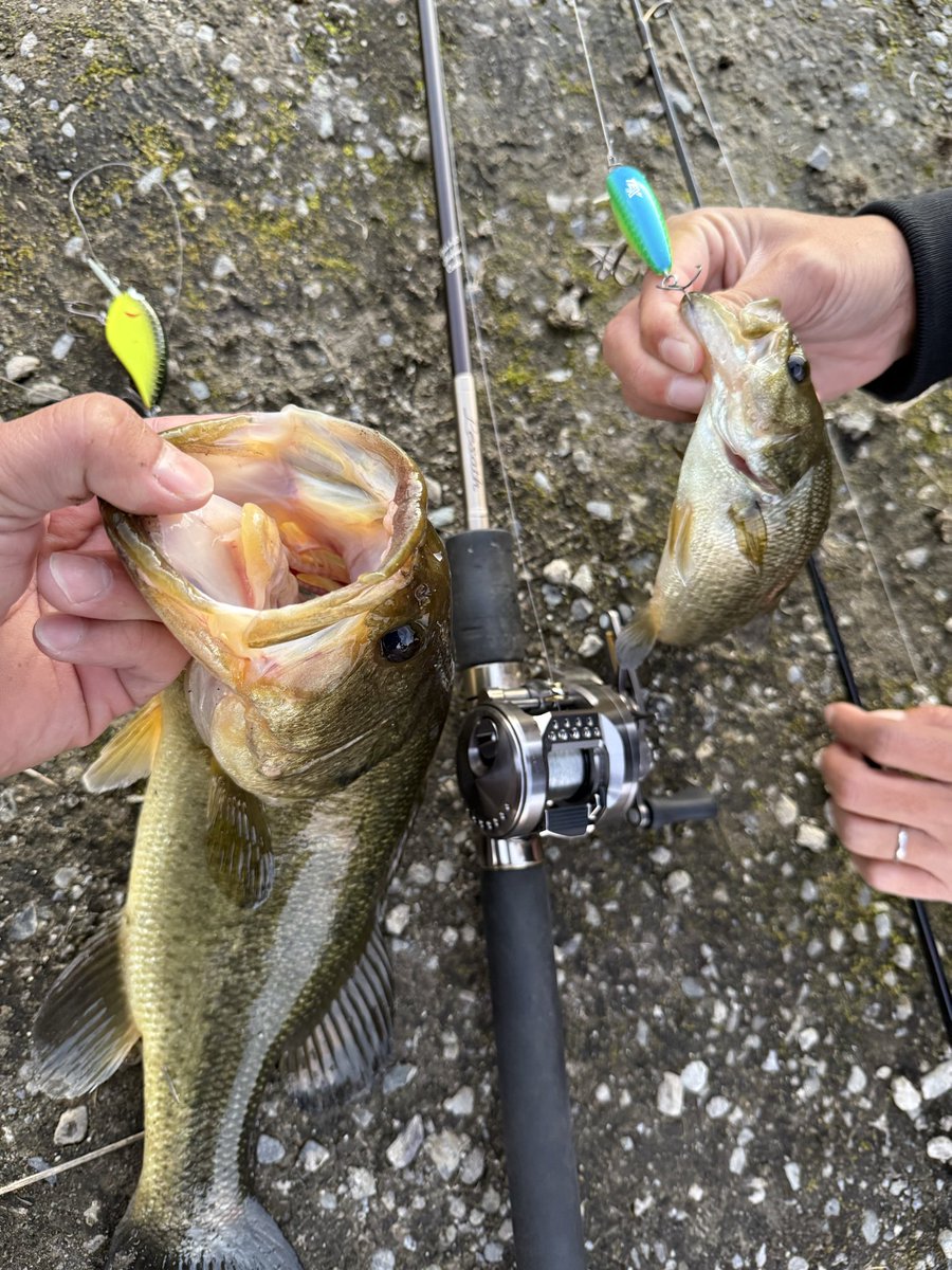 kokori45ko's tweet photo. あきちゃんとバスフィッシング🎣
TEX クーバイジュニアにて
まさかのダブルヒット🤣✨
私のは最近リリースされたクーバイジュニアMR(ミドルランナー)のタイプ✌️
魚のレンジが深くなってくるこれからのタイミングで重宝するかと思います😊
ノーマルと使い分けて使ってみてください✨
#TEX
#COOBYjr https://t.co/WWPOtrXoZA