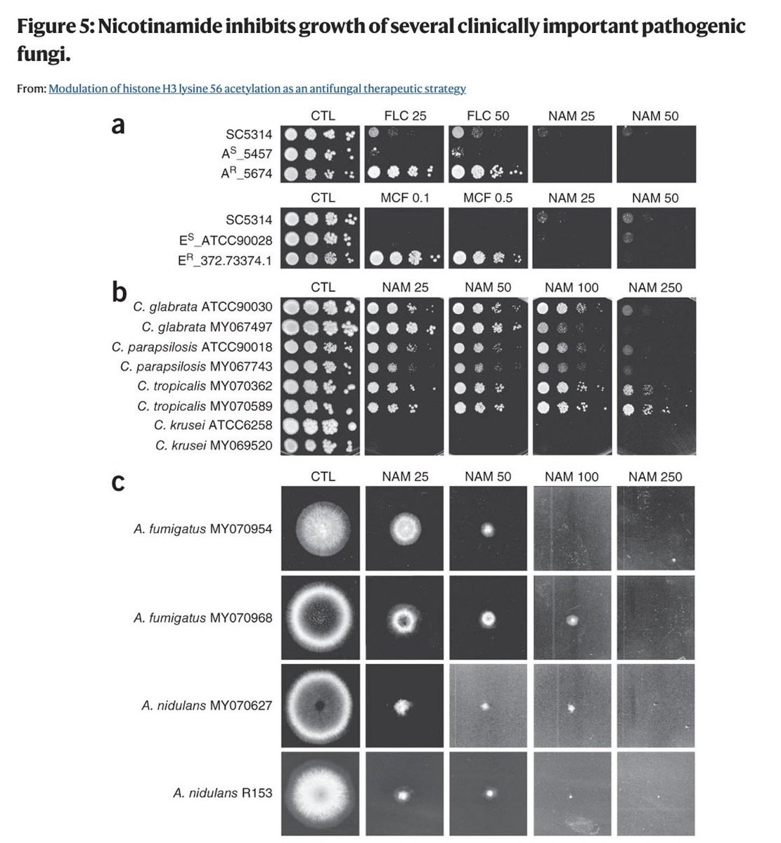 FarvingCo's tweet image. niacinamide (B3) literally DESTROYS candida

bloated? coated tounge? then you might have candida overgrowth

candida overgrowth causes:
- gut inflammation
- brain fog
- chronic fatigue

in this study, nicotinamide at 25–250 mM strongly inhibited the growth of multiple fungal…