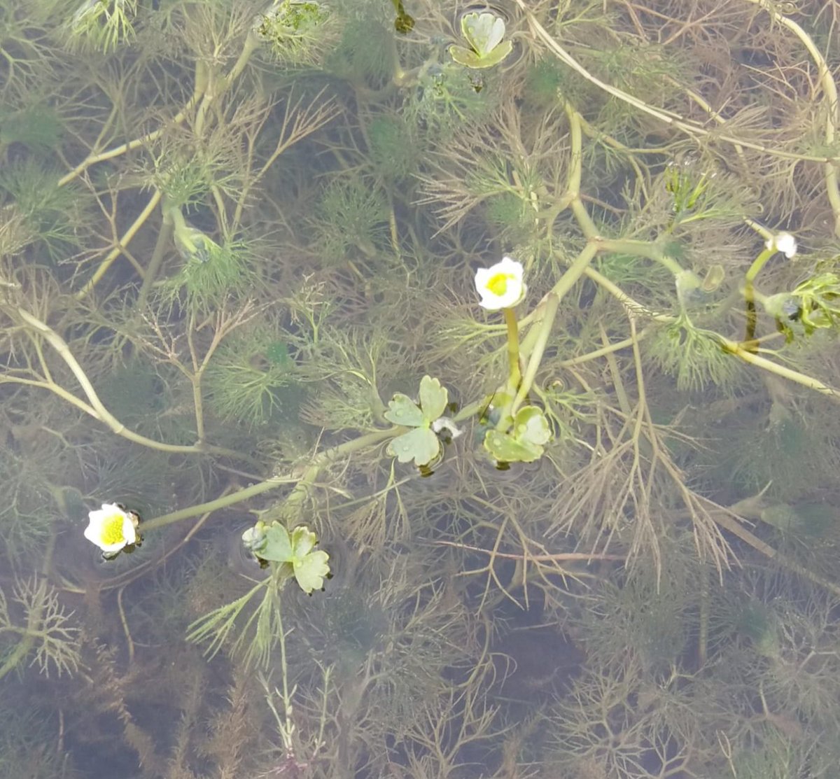 SuColeman's tweet image. This Water Crow-foot has #floating flowers and leaves #dailypicturetheme @DailyPicTheme2