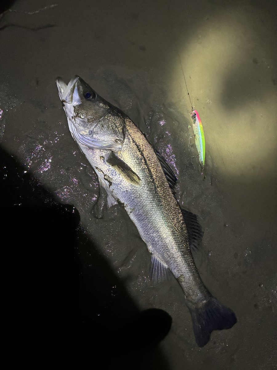 なみのりいくぞう✨ なみのりえいじ (@naminori812) / Posts / X