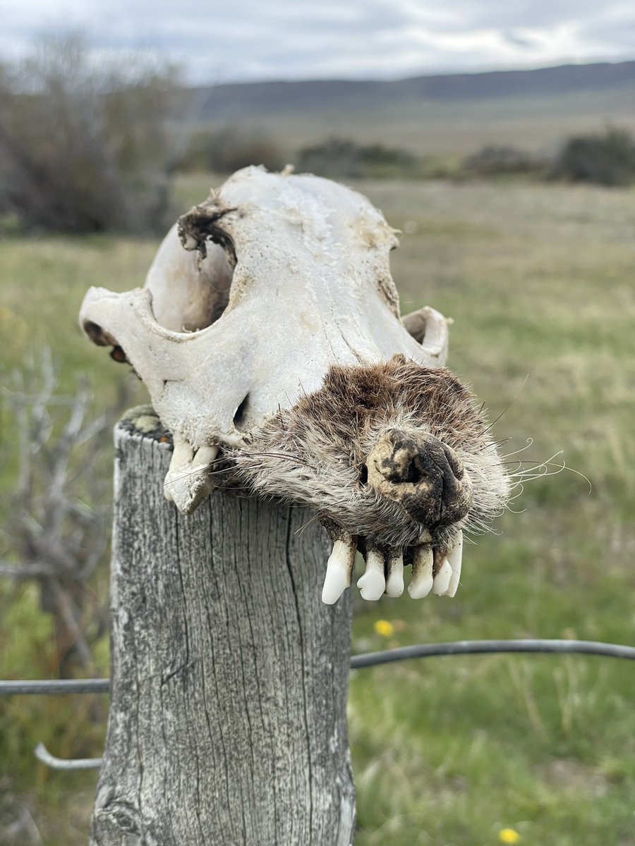 afitxex's tweet image. Que me lleve el viento.