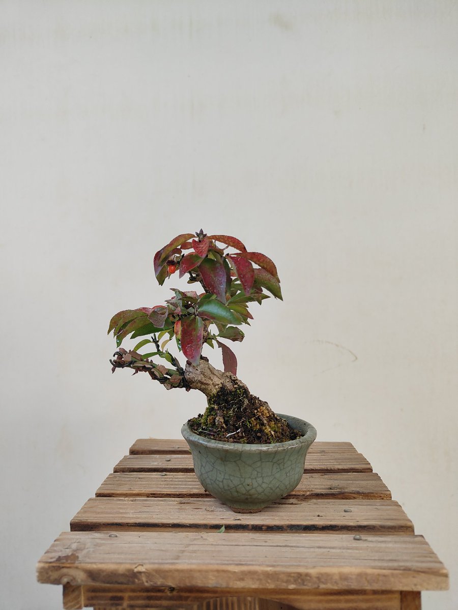 hiruma_bonsai's tweet photo. 紅葉や赤い実など棚場には赤い色が目立つ様になってきました🍁
マユミ、コマユミ、ニシキギ、小性梅等々

これが1ヶ月後には茶色い棚場になるんですね

そして春、夏には緑色の棚場になる

四季のある「♫日本に生まれてよかった」
by五木ひろし

歌よく知らんけどwww https://t.co/RaA7WNzeMR