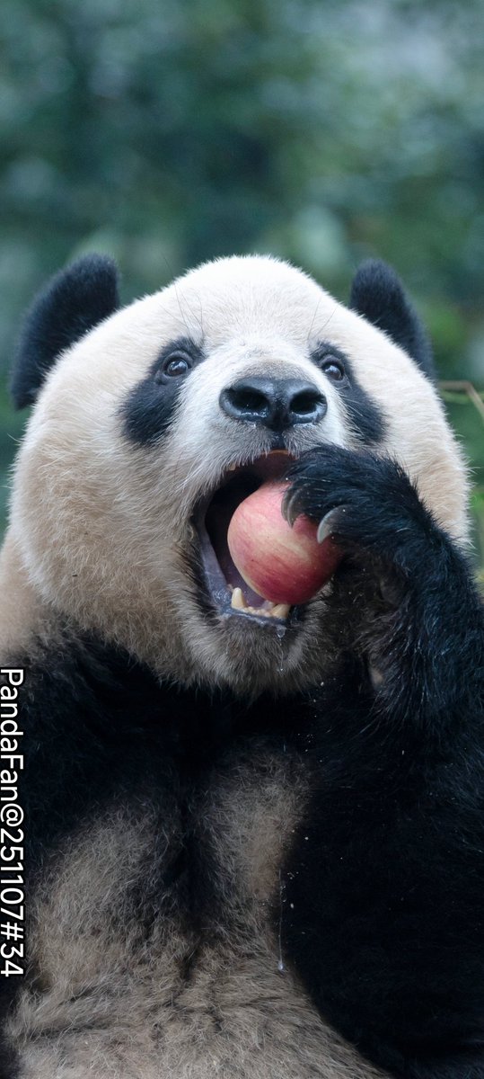 Good day to you from XiangXiang today😍
📷PandaFan@Bifengxia20251105