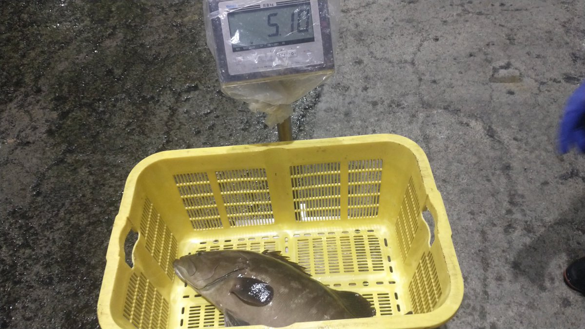 manazurugyokyo's tweet image. モロコ🤩
シマアジ😋