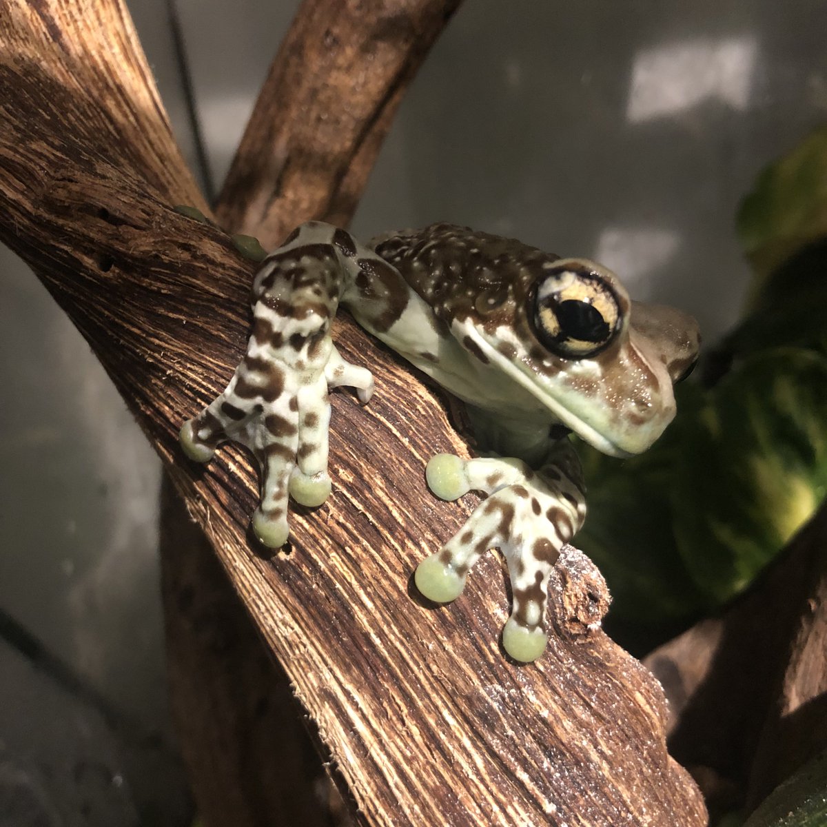 sweet beautiful lovely gorgeous girl