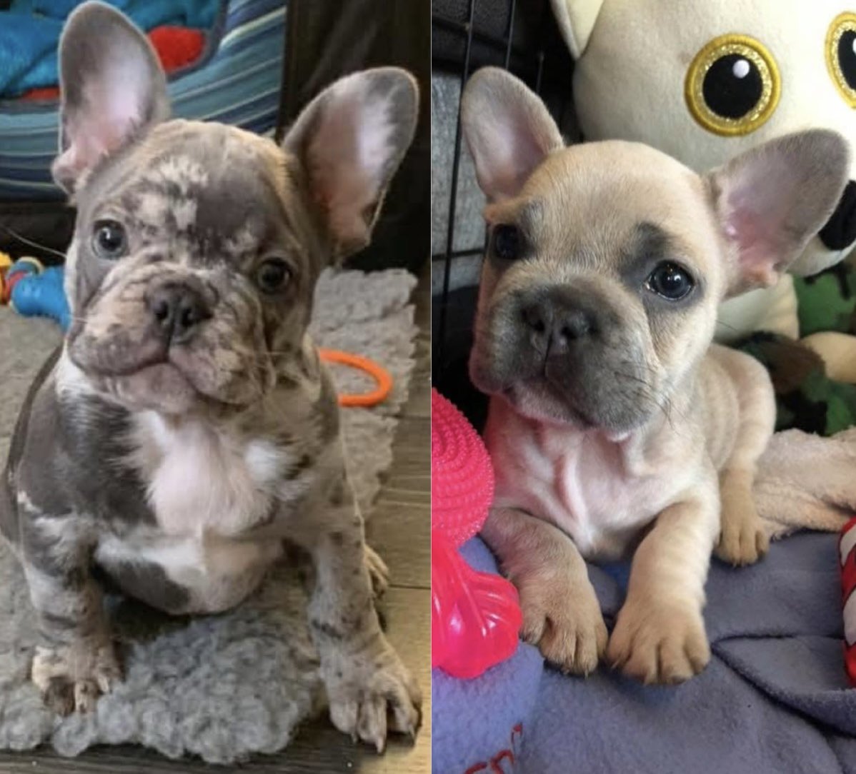coco_th's tweet image. Me &amp;amp; Boss about the same age 8weeks young .. why can’t we stay this little forever 🥹😍💖🫶🏻🩵 🐾 #ThrowbackThursday  #justlookatus #toocute #frenchies #babies