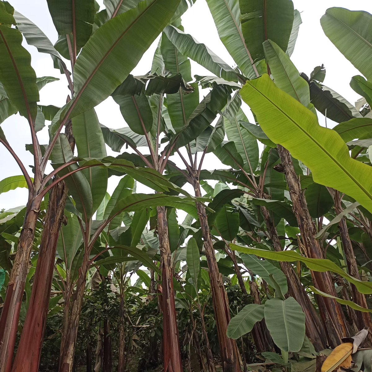 #Bolívar | 🌱 Realizamos vigilancia fitosanitaria en cultivos de orito, con el objetivo de detectar plagas de manera oportuna y ejecutar acciones para mantener el estatus fitosanitario del país, en el cantón Chimbo, parroquia Telimbela.
#CultivosSanosYDeCalidad