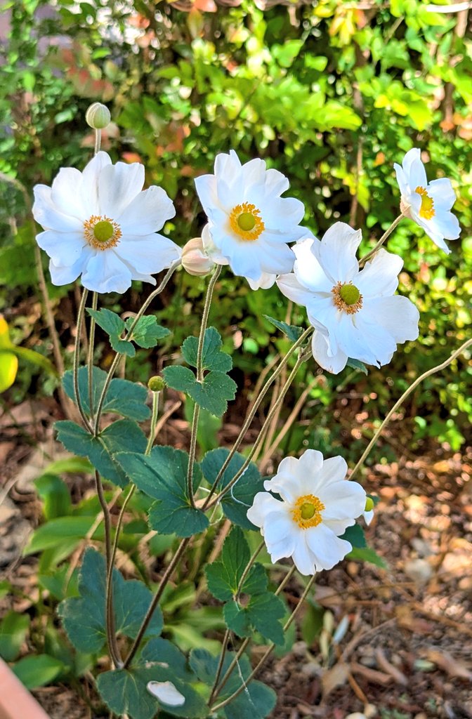 みかん柚子 000000004415-01-l.jpg?t=