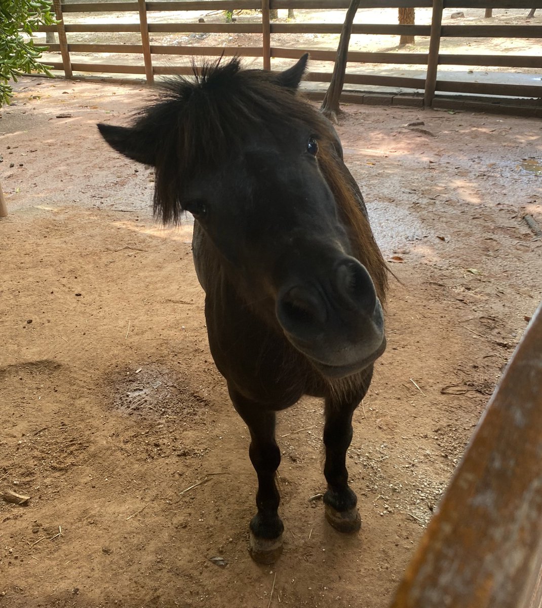 e hoje no tcl chinese theatre minha linda winona ryder apresentará seu novo mullet viva a sociedade alternativa
