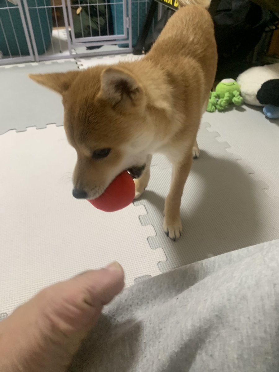 豆柴豆吉 (@mamekichi0620) / Posts / X