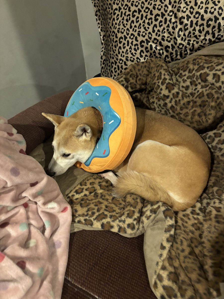 My dog is recovering from bladder surgery. It’s been a rough few weeks.