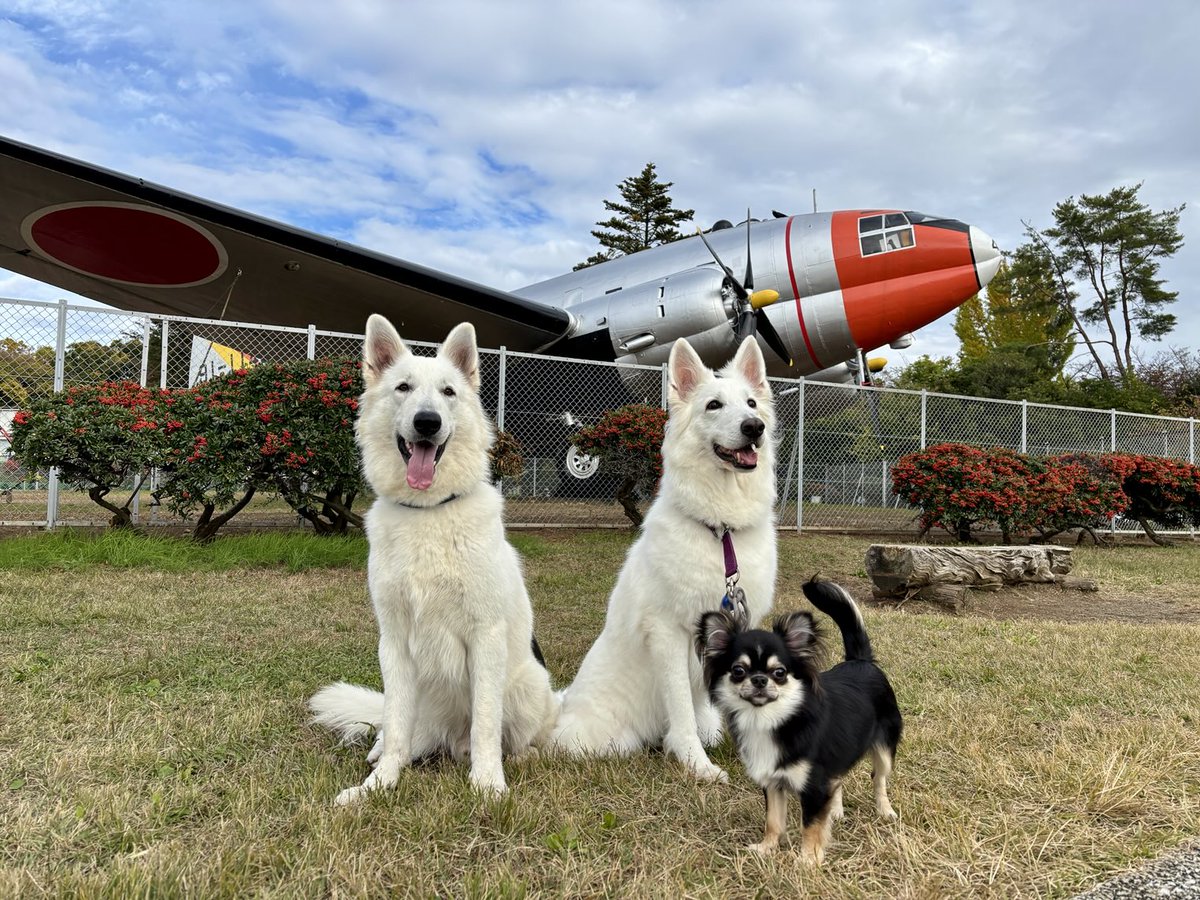 【イヌ】 日本ヒルズ サイエンス・ダイエット シニア小型犬用高齢犬用 3kg
