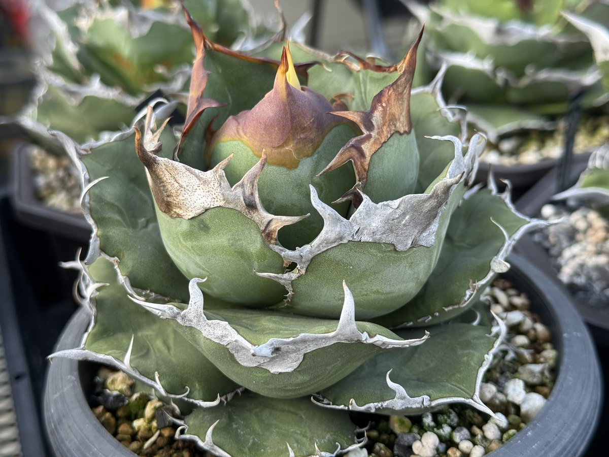 ケンケン@ (@kenand39) / Posts / X