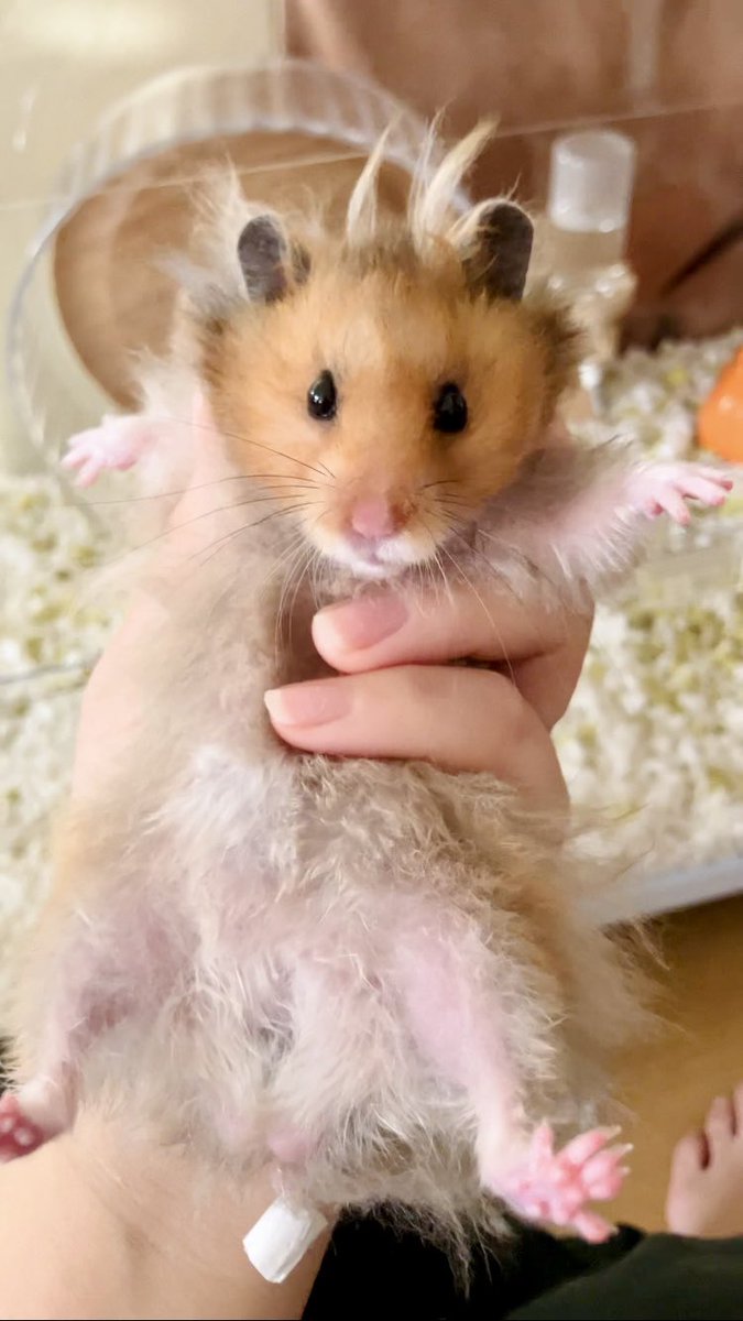 ささみページ 製品詳細｜九州ペットフード株式会社