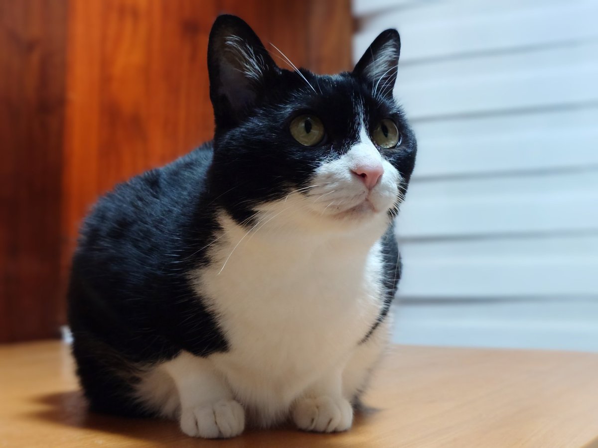 にゃんこ王子の下僕❤️ (@meowmeowlover6) / Posts / X