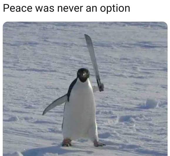 Colin the Crypto Ocelot tweet media