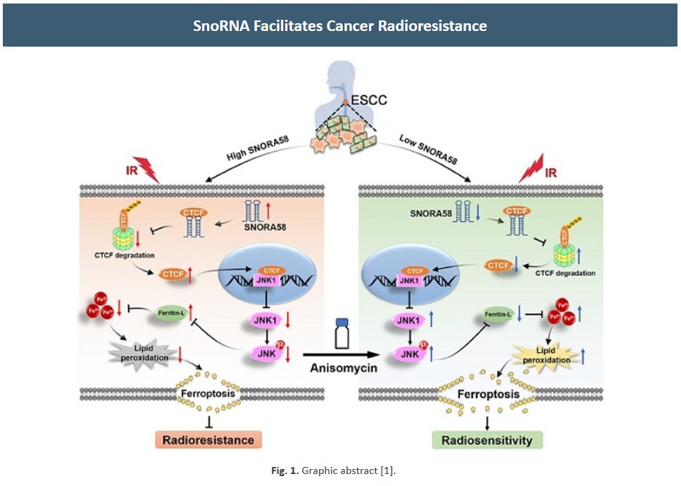 arraystarinc's tweet image. 🚨Arraystar Customer Success Story🚨

Using Arraystar snoRNA PCR Array,  SNORA58 was found up-regulated in ESCC, demonstrating SNORA58 as a critical regulator of cancer radioresistance and suggests potential therapeutic strategies.

Keep reading here: arraystar.com/assets/1/6/new…