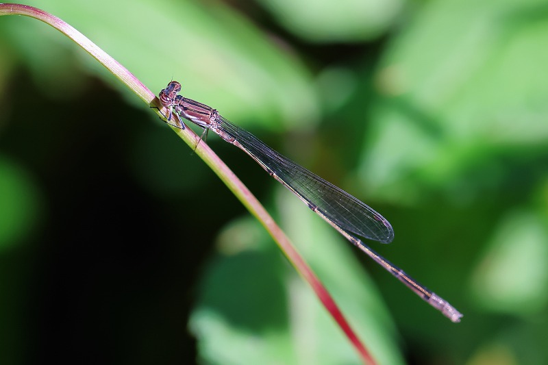 とんぼ様 トンボ,とんぼ,大型角度調節板トンボ,アルミ合金製,コンクリート専用