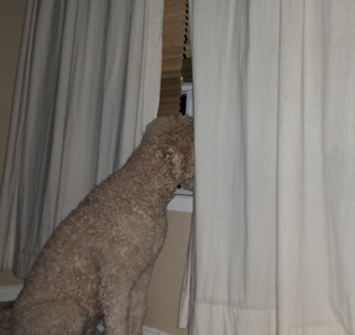 My watch dog handles the night shift security.  Last night at 145, staring out the window at the yard.  Then guards the stairs. The minute I get out of bed in the morning she jumps on it and sleeps for 8 hrs.