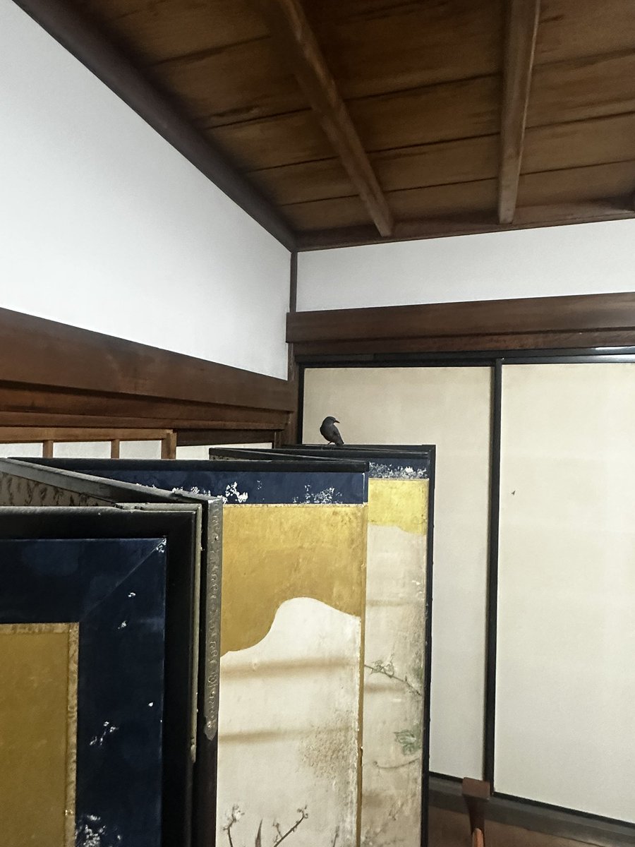 Mitera1003's tweet photo. 今日の珍客

御殿の女中の間に、イソヒヨドリが🤣
前回はアオダイショウ
次は何が来てくれるかな？www https://t.co/OipUnYEuO9