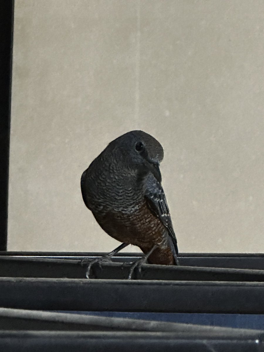 今日の珍客

御殿の女中の間に、イソヒヨドリが🤣
前回はアオダイショウ
次は何が来てくれるかな？www