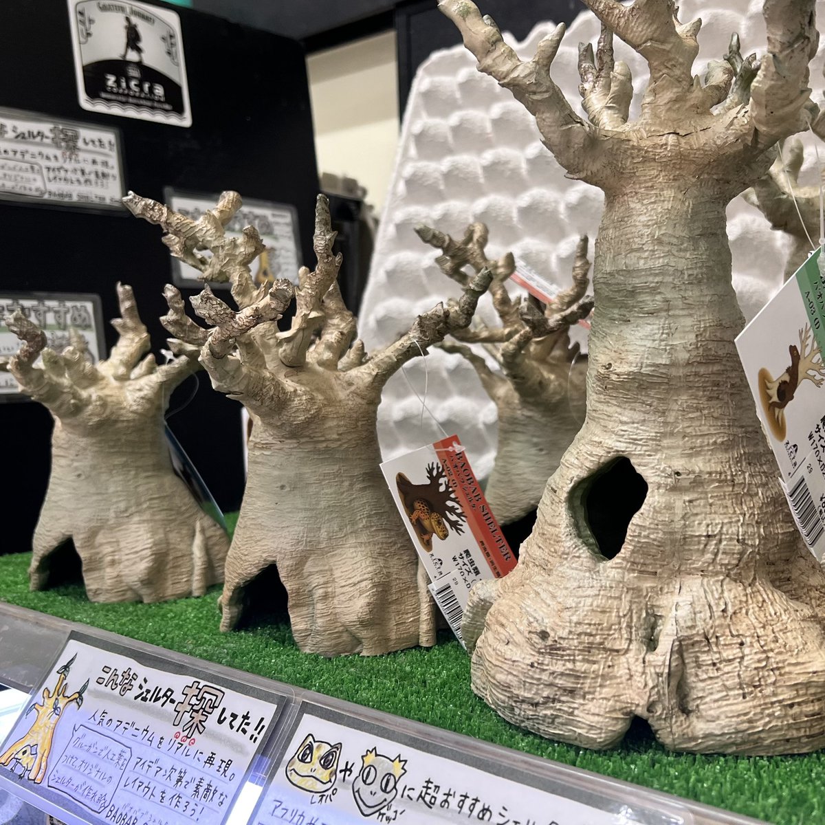 ゲッコー苫小牧弥生店】 新商品 ジクラさんのバオバブシェルター