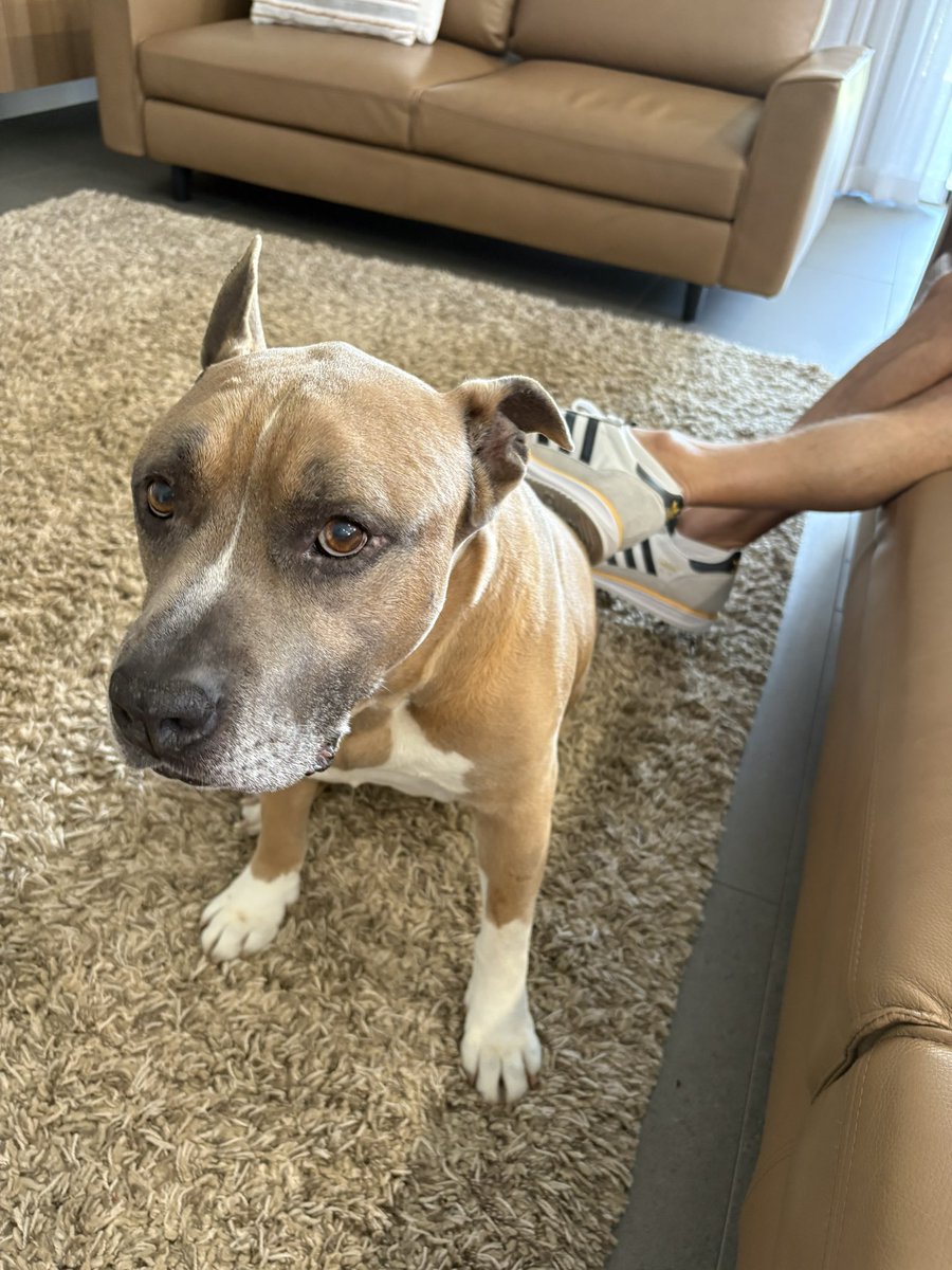 DiannaConstant2's tweet image. Pals, I have a very important public announcement to make!📣 
My uncle Tony (Mum’s cousin) is visiting from Melbourne for a few days. I adore him so much that I must be touching him at all times! 🤪