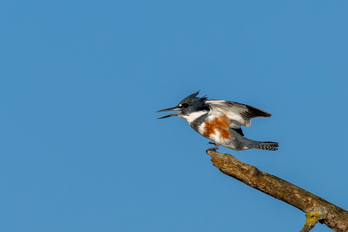 CSDCPhoto's tweet image. Some Belted Kingfisher photos I took that are super cool.  They may lack the quality of some of the other stuff but how cool are these birds?  Still my favorite to take pictures of.  What&apos;s the most fun bird you&apos;ve watched?  I know a lot of people get excited when they see blue…