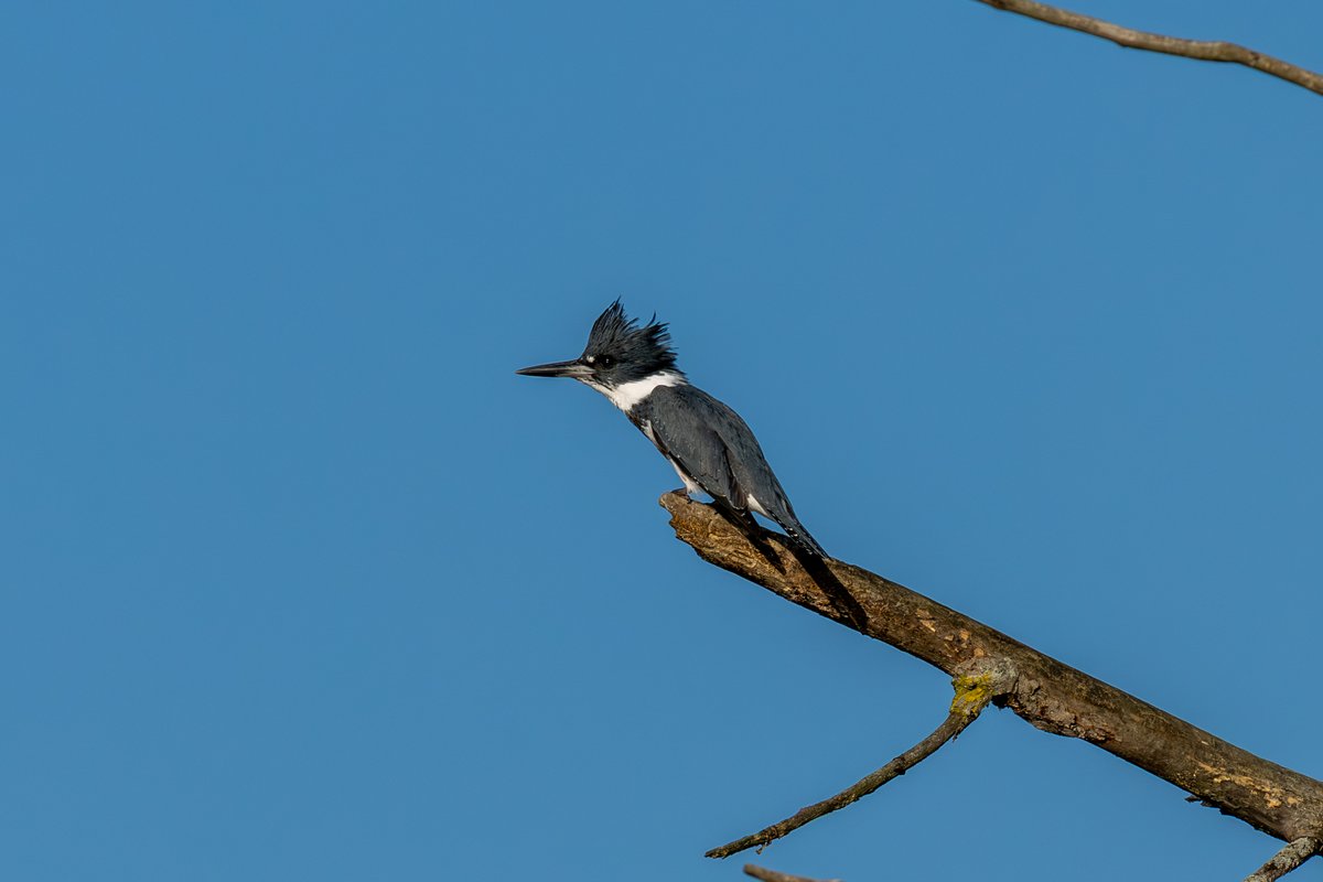 CSDCPhoto's tweet image. Some Belted Kingfisher photos I took that are super cool.  They may lack the quality of some of the other stuff but how cool are these birds?  Still my favorite to take pictures of.  What&apos;s the most fun bird you&apos;ve watched?  I know a lot of people get excited when they see blue…