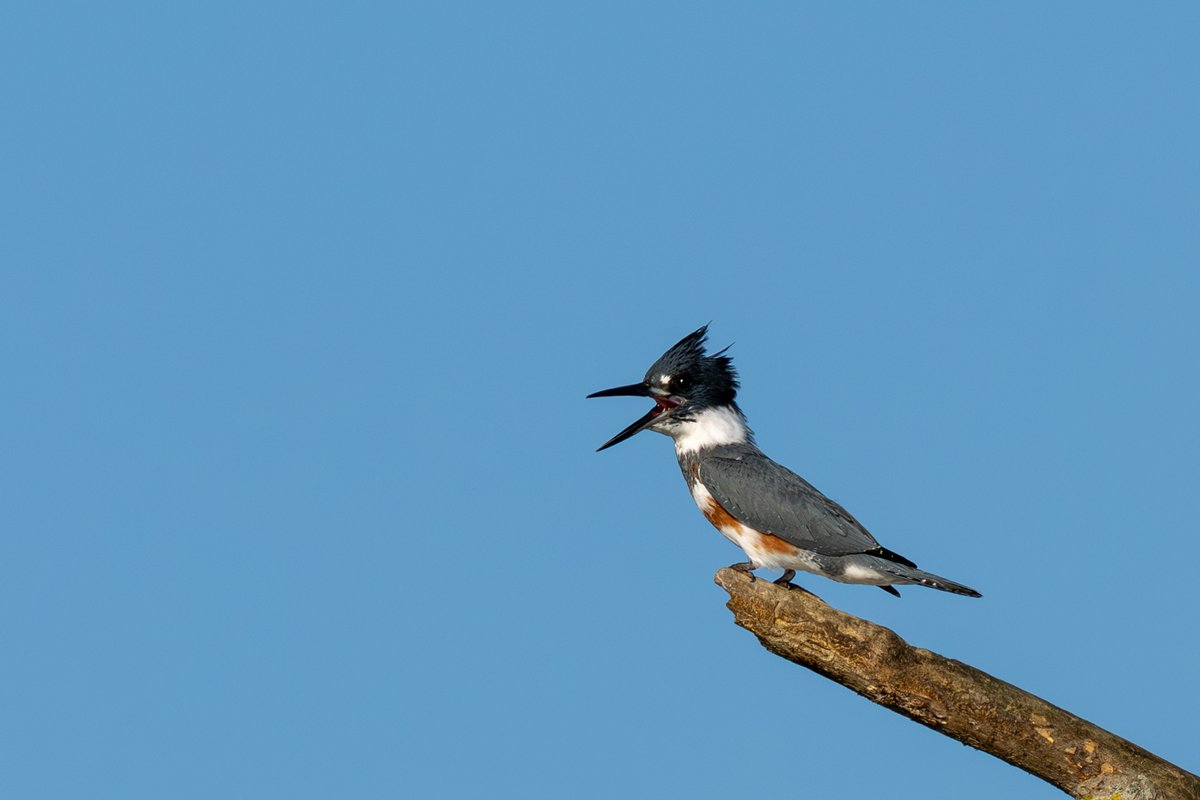 CSDCPhoto's tweet image. Some Belted Kingfisher photos I took that are super cool.  They may lack the quality of some of the other stuff but how cool are these birds?  Still my favorite to take pictures of.  What&apos;s the most fun bird you&apos;ve watched?  I know a lot of people get excited when they see blue…