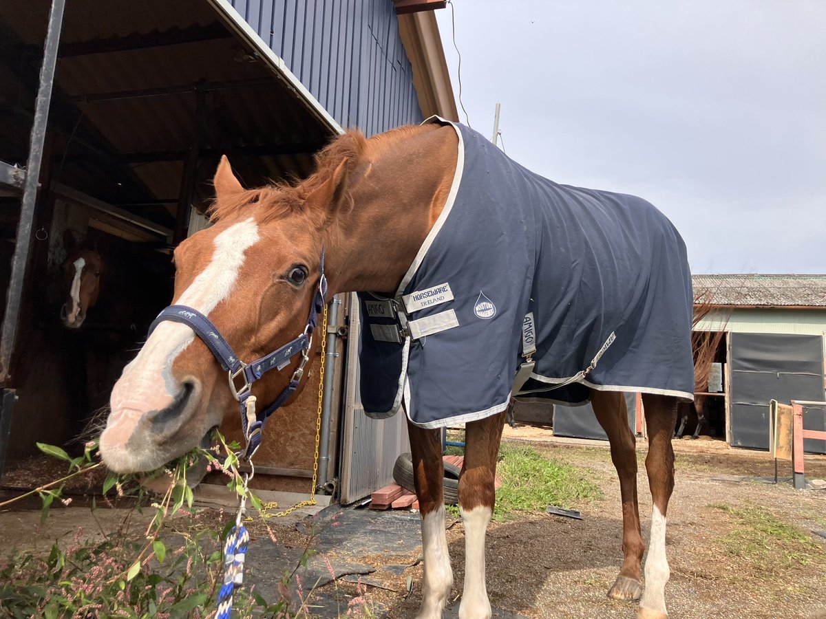 ルミぽんは多分今、この馬着を着てるはず…❗️
飼い主が馬着をアホみたいに買い込むので、このタイプの馬着は色違いでもう一枚あります🤣汚しても洗えるから安心🤣

Lumipon is probably wearing this horse blanket right now...!