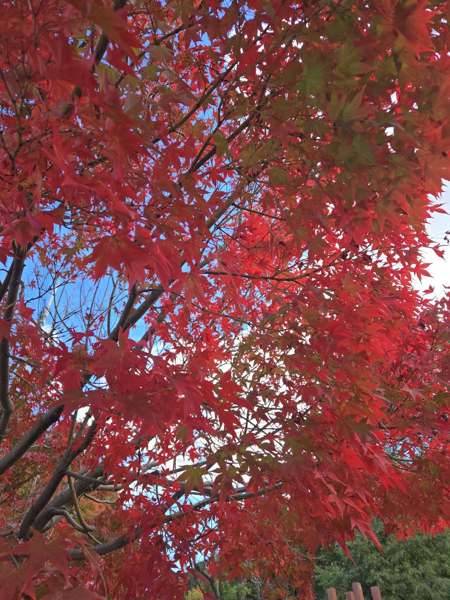 T5_Project_T's tweet image. おはようございます！

今日は二十四節気 の一つ立冬！

立冬とは冬の気配が現れてくる日で暦の上では立冬から立春の前日までが冬といわれております。

えっ、もう秋は終わりなの？
いやいや、まだ始まってもない。

紅葉見ずして秋は終われないでしょ！

燃えるぜ！

それでは、皆様、良い一日を！